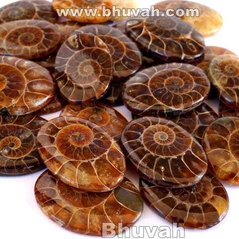 ammonite cabochon