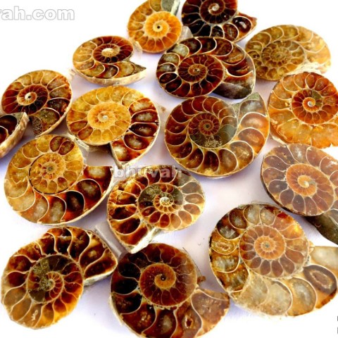 Ammonite Fossil Price Per Kg