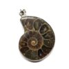 Natural Ammonite Fossil Pendant Price