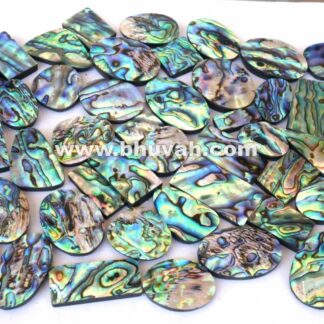 Paua Abalone Shell Price Per Kg