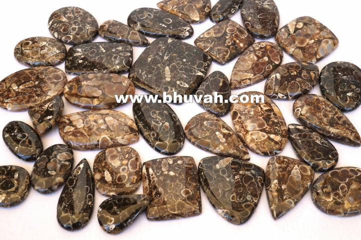 turritella stone price per kg