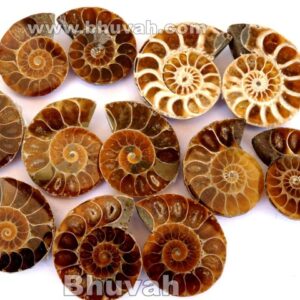 ammonite fossil gemstone stone 10 pieces price
