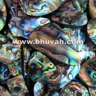 Paua Abalone Shell Price Per Kilo