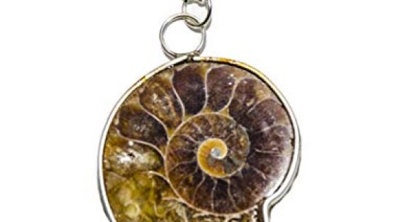 Ammonite Fossil Pendant Price