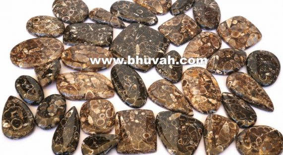 turritella stone price per kg